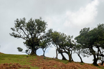 Fanal Forest, part of an ancient forest of ancient lime trees (Ocotea foetens) on Madeira Island.