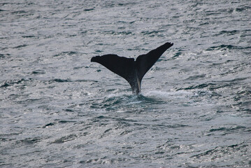tail fin of a sperm whale on a whale watching boat tour