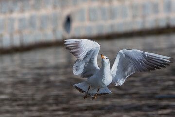 White seagull in the air with open wings. White feathered waterfowl. Urban and small birds.