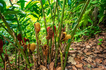 zingiber flower in tropical forest