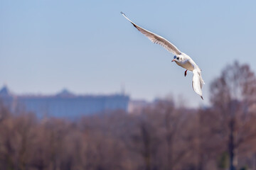 Obraz premium White seagull in the air with open wings. White feathered waterfowl. Urban and small birds.