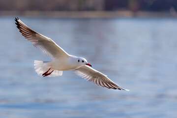 White seagull in the air with open wings. White feathered waterfowl. Urban and small birds.