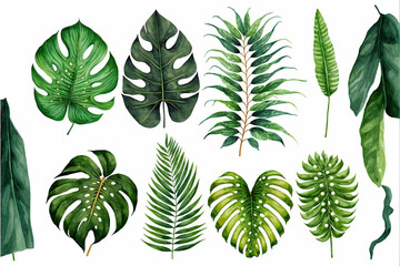 Tropical leaves and tropical plants set on white