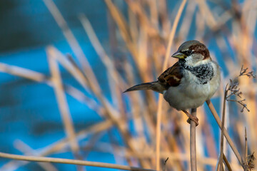 Sparrow perched on a leafless branch. Small urban birds. Endangered bird.