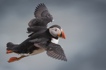 Atlantic Puffin