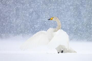 Whooper Swan in winter © Janne Teivonen