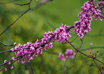 Purple flower in the garden