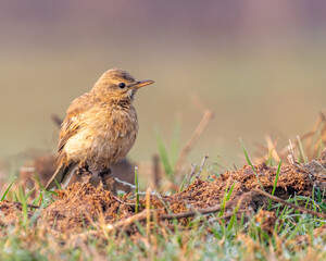 A pipit with infected legs