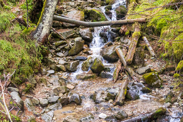 Mountain stream flowing through the spring forest. Waterfall in Poland, Zakopane. Tatra Mountains