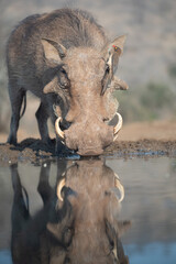 Naklejka premium Common warthog at waterhole