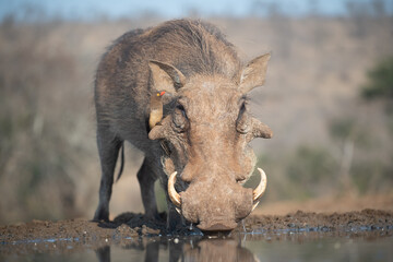 Common warthog at waterhole