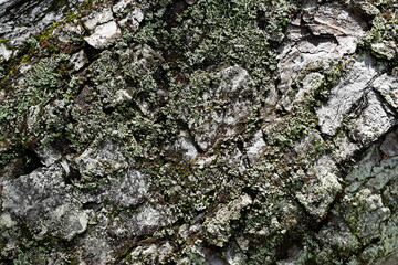 Tree trunk with lichen (detail) in the tropical rainforest, Rio