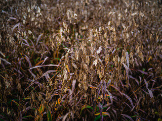 inland sea oats and dried tall grass