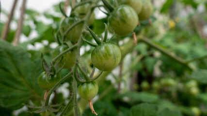 green tomatoes on vine