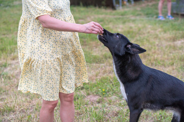 The dog executes commands, obeys the person. Obedience