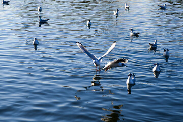 birds on the lake