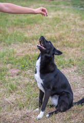 The dog executes commands, obeys the person. Obedience