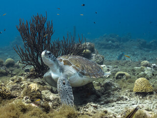 Naklejka na ściany i meble Seascape with Green Sea Turtle in the coral reef of the Caribbean Sea, Curacao