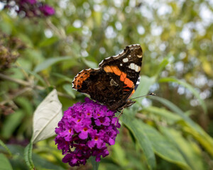 butterfly on flower