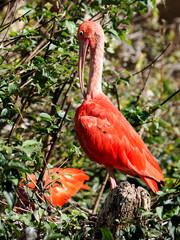 Closeup Scarlet ibis (Eudocimus ruber) perched in a tree among leaves and seen from profile
