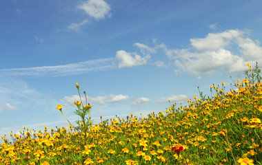 One red flower in yellow flower field against cloudy blue sky - 563106340