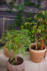 Houseplants in pots in the interior on a gray background.