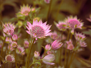 Field of beautiful blooming pink Masterwort (Astrantia) flowers.