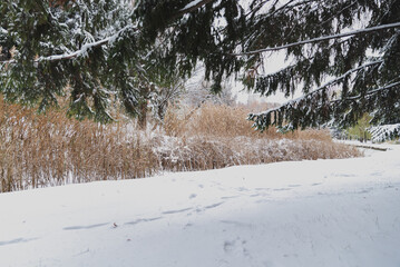 Winter landscape in a snowy park on a cloudy day