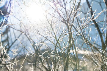 Sun shining through trees