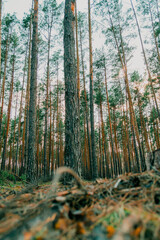 Pine forest on a sunny summer evening. In the rays of the setting sun