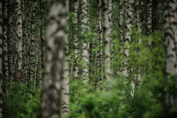 Obraz premium Birch summer forest in cloudy rainy weather