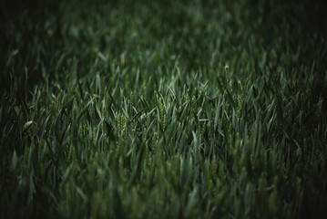 Green wheat in a wheat field close-up. Wheat background.