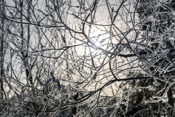 Sun shining through trees