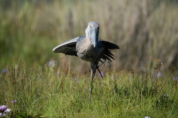 Shoebill Stork In the Mabamba Swamp Uganda