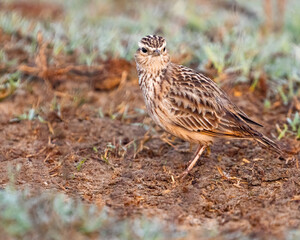 A Bush Lark sitting on ground