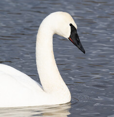Trumpeter Swan