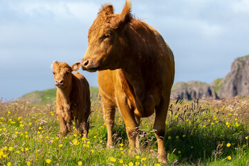 A mother cow and calf in a blooming field in a vast Icelandic landscape. © Teun