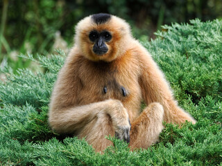 Female Yellow-cheeked gibbon (Nomascus gabriellae) sitting on plant and seen from front