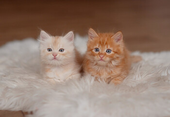 Baby cat sleeping. Two cats cuddling and hugging. Sleep and cozy nap time.