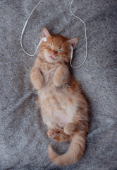 ginger kitten Listening music with Headphones And Copy space at right of farme.Minimal style and music concept