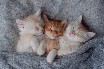 Baby cats sleeping. Ginger kittens on couch under knitted blanket. cats cuddling and hugging. Sleep...