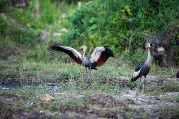 Grey Crowned Cranes in Kanyanda Uganda