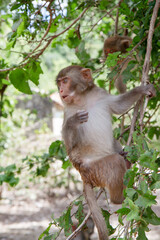 Monkey sits on a tree in the wild. Monkey Island or Hon Lao Island. Vietnam.