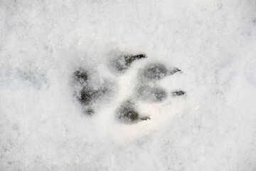 image of dog paw print on the snow