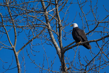 bald eagle on branch