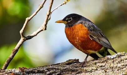 A Robin bird in the tree