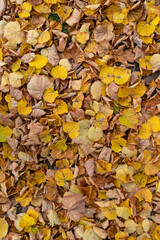 Nahaufnahme von herbstlich gelb gefärbtem Laub von Linden als Hintergrund