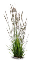 Blooming ornamental grass isolated on white background