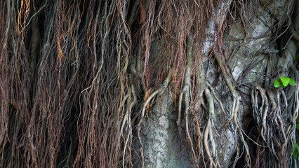 Old banyan tree roots. Background made of banyan tree roots.