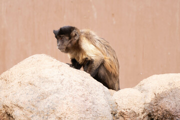 brown tufted capuchin gets a close up on a sunny day in captivity